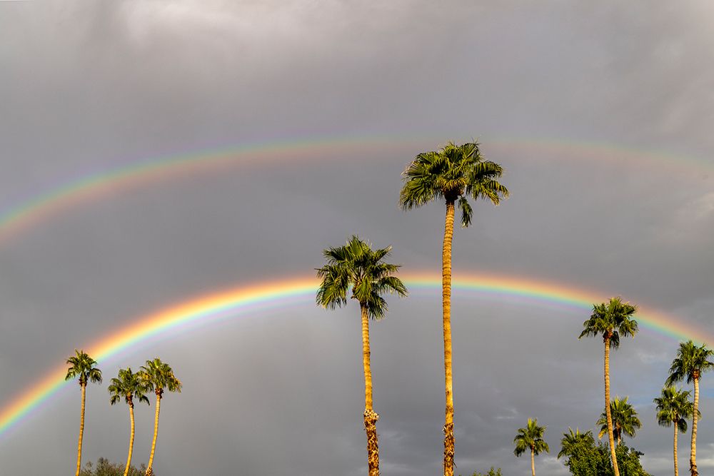 Rainbows over palm trees in Palm Springs, California, USA
